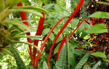 Hunte’s Gardens21