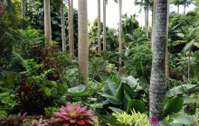 Hunte’s Gardens23
