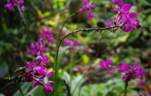 Hunte’s Gardens9