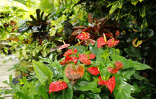 Hunte’s Gardens25