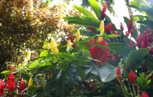 Hunte’s Gardens11