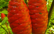 Hunte’s Gardens29