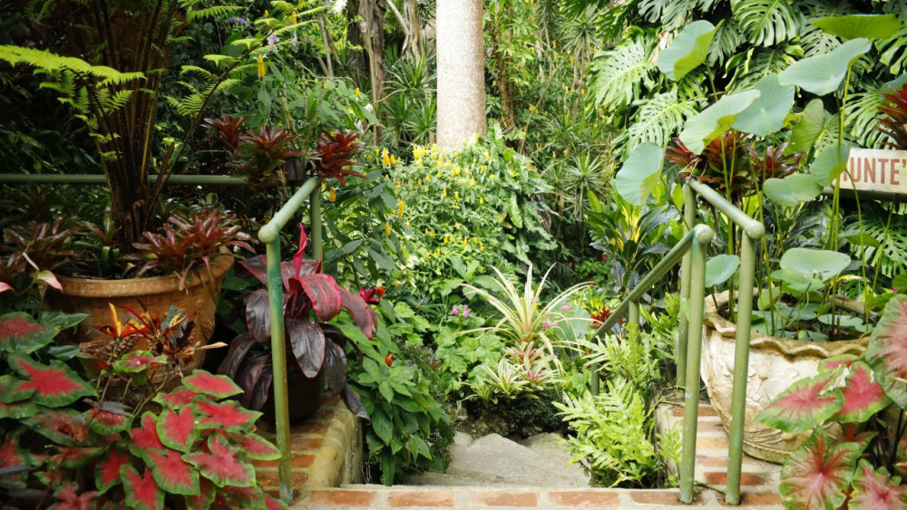Hunte's Gardens & Harrison's Cave Experience