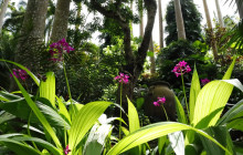 Hunte’s Gardens5