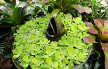 Hunte’s Gardens8