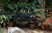 Hunte’s Gardens9