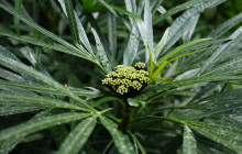 Hunte’s Gardens11