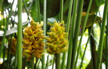 Hunte’s Gardens12