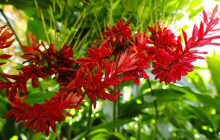 Hunte’s Gardens13