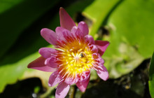 Hunte’s Gardens15
