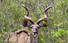 African Moon Adventures (Pty) Ltd7