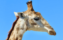 African Moon Adventures (Pty) Ltd10