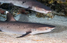 Pacific Whale Foundation147