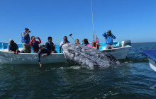 2 Day - Gray Whale Watching Experience in Magdalena Bay