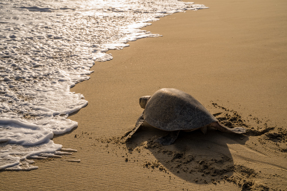Puerto Escondido: Turtle Release Experience - Puerto Escondido ...