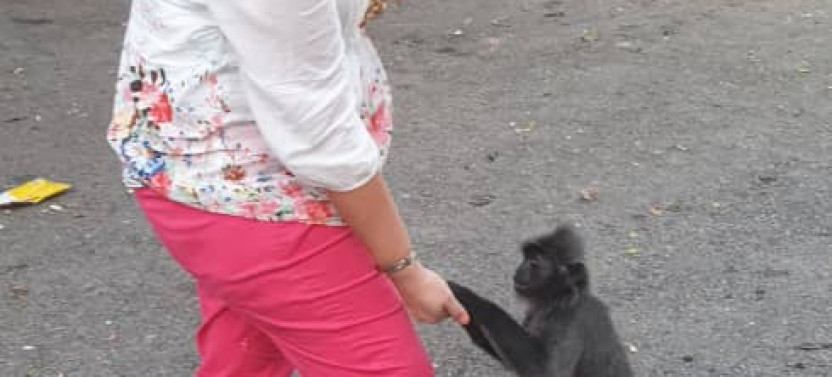 3 in 1 Day Tour: Waterfalls, Monkey Feeding & Fireflies