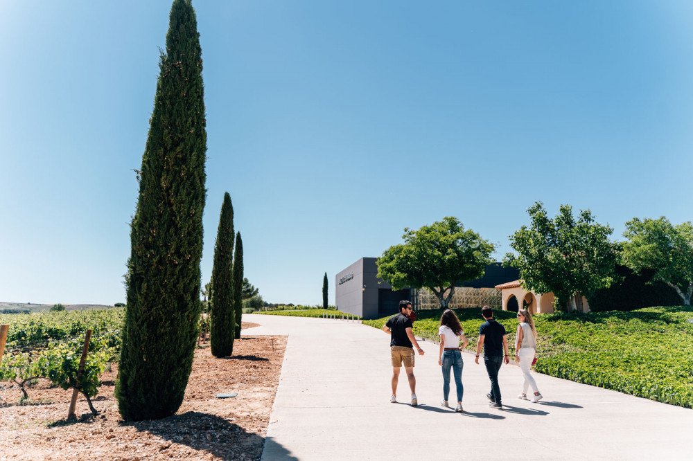 Premium Winery Tour Two of the Best Ribera del Duero's Wineries