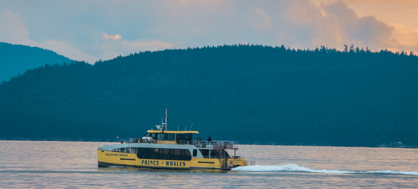 Sunset Whale Watching from Vancouver - Free Photo Package