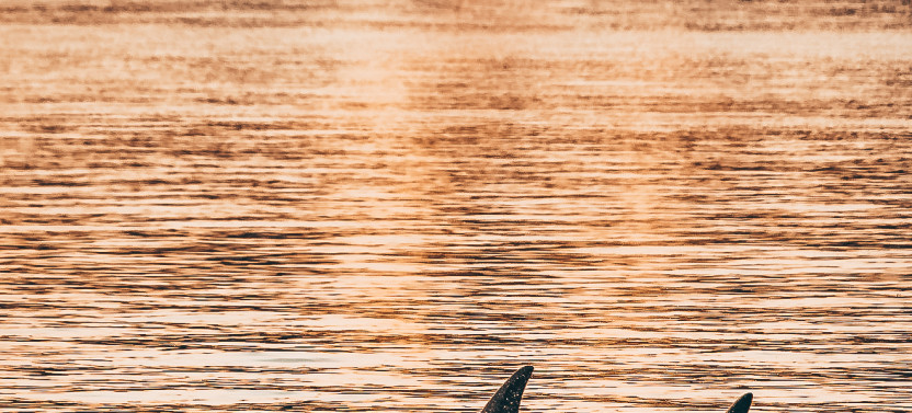 Sunset Whale Watching from Vancouver - Free Photo Package