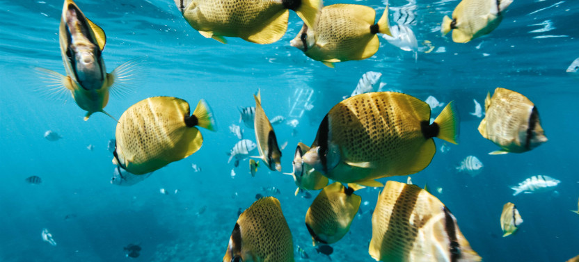 Swim with Dolphins, Snorkel, & Waterslide Activities on Oahu