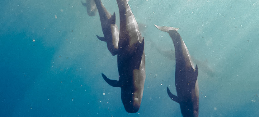 Swim with Dolphins, Snorkel, & Waterslide Activities on Oahu