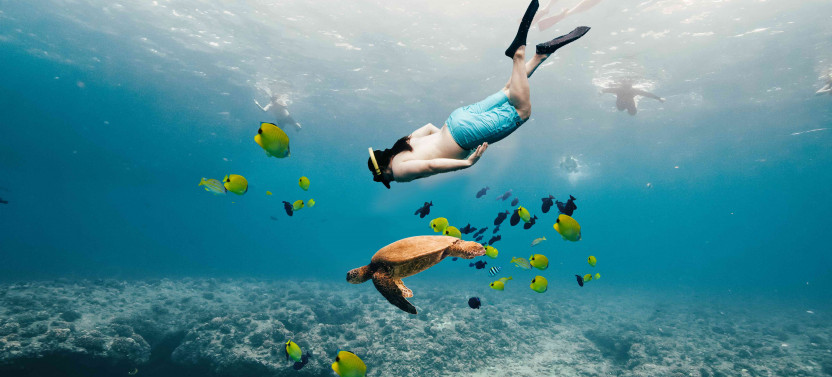 Swim with Turtles in Waikiki