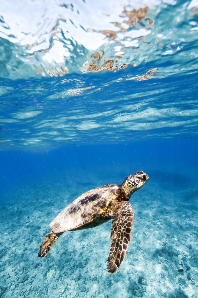 Swim with Turtles in Waikiki