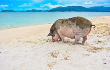 TripGuru - Thailand6