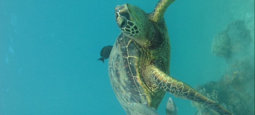 The Ultimate Maui Experience