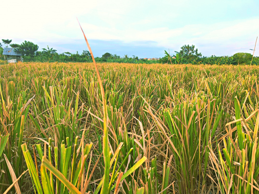 Bali Hidden Rice Terraces Trek - Denpasar City (Benoa/Kuta) | Project ...