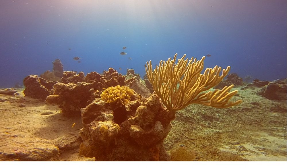 1 Tank Shore Dive For Certified Divers - Cozumel | Project Expedition