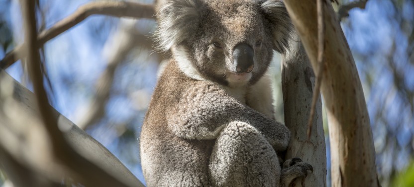 French Island & Phillip Island Wildlife Expedition