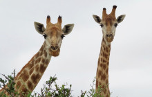 African Moon Adventures (Pty) Ltd2