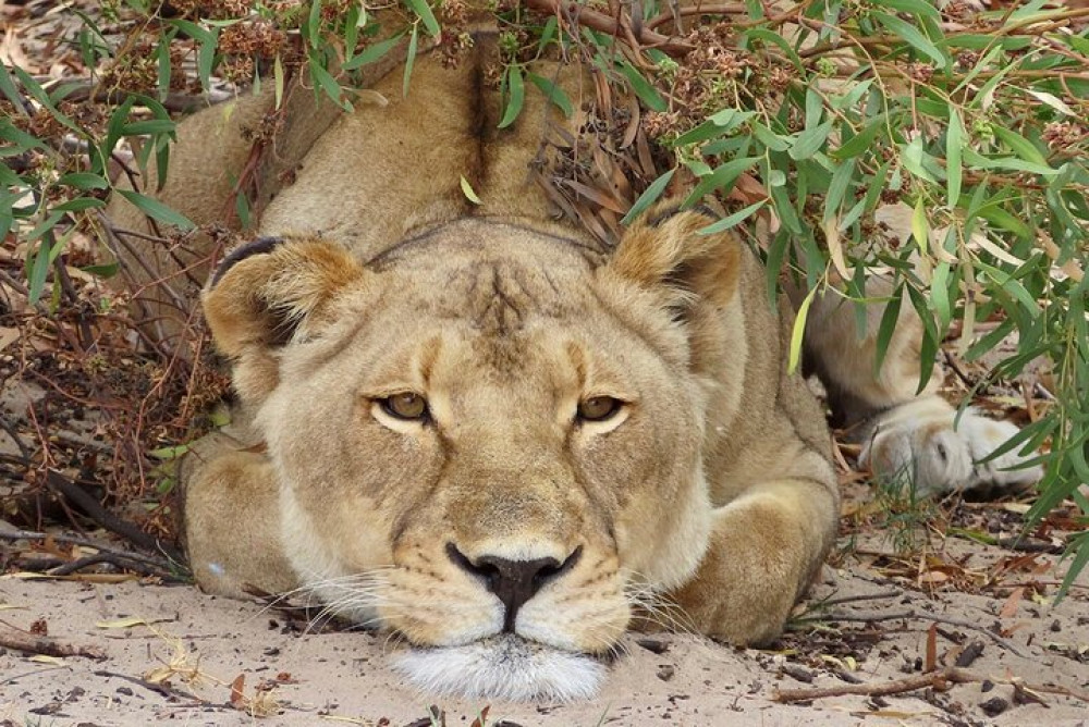 Wildlife Safari, Olive, Beer and Wine Tasting Day Tour from Cape Town
