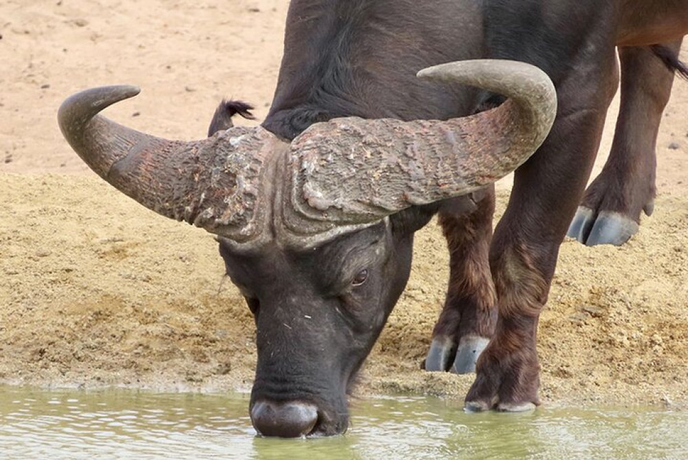 African Moon Adventures (Pty) Ltd