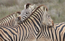 African Moon Adventures (Pty) Ltd5