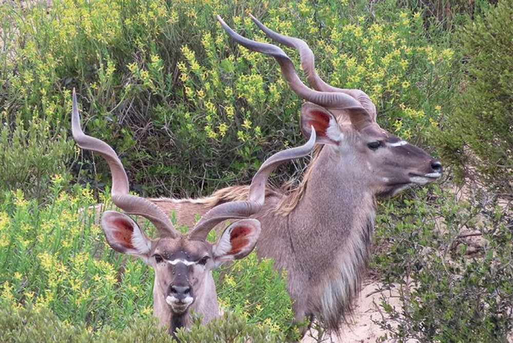 African Moon Adventures (Pty) Ltd