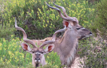 African Moon Adventures (Pty) Ltd6