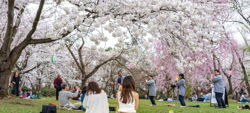 Unique Kanazawa Cherry Blossom Sakura Private Experience Tour