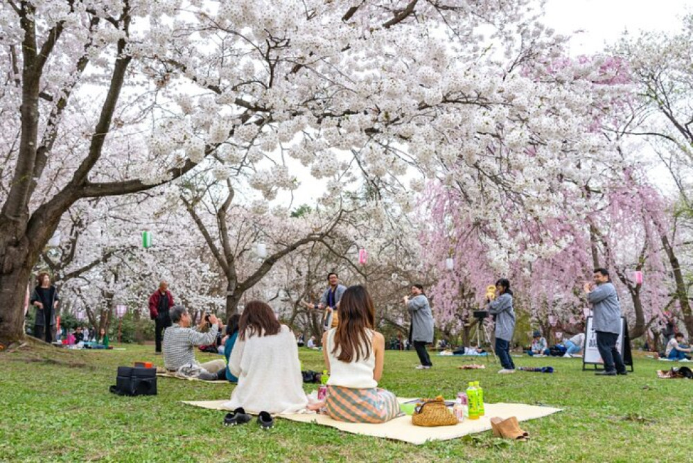 Unique Kanazawa Cherry Blossom Sakura Private Experience Tour