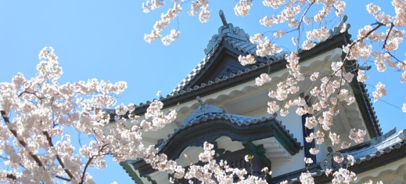 Unique Kanazawa Cherry Blossom Sakura Private Experience Tour