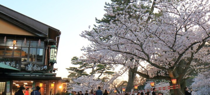 Unique Kanazawa Cherry Blossom Sakura Private Experience Tour