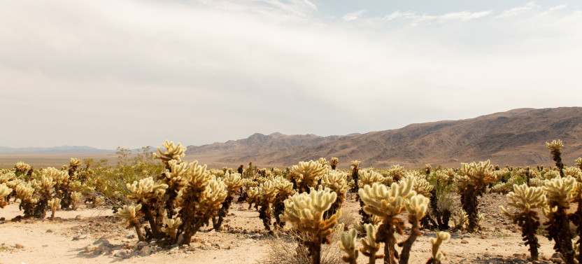 4 Day Beginner Friendly Joshua Tree Camping