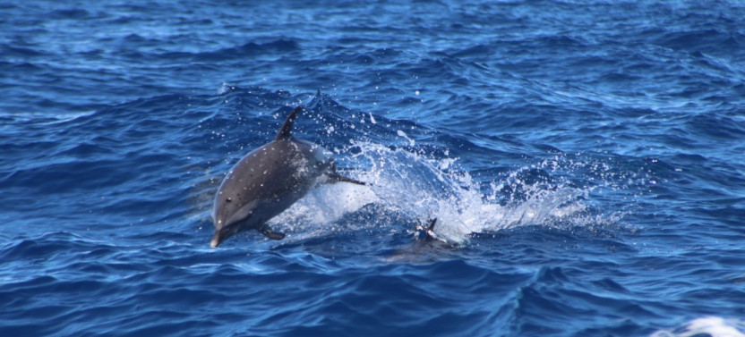 Small Group Eye-Level Dolphin Watch Sightsee Eco-Raft Tour