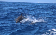 Hawaii Ocean Rafting2