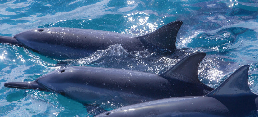 Small Group Eye-Level Dolphin Watch Sightsee Eco-Raft Tour