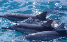 Hawaii Ocean Rafting1