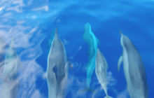 Hawaii Ocean Rafting5