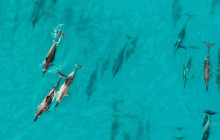 Hawaii Ocean Rafting14