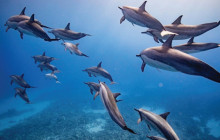 Hawaii Ocean Rafting17